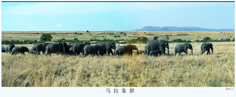 马拉象群.jpg