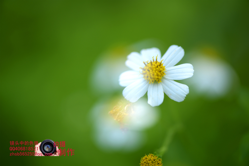 _1451264.jpg