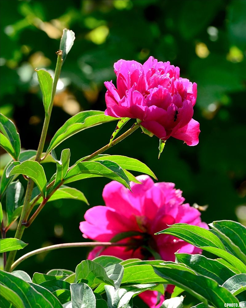 2014.05.11植物园芍药1.jpg