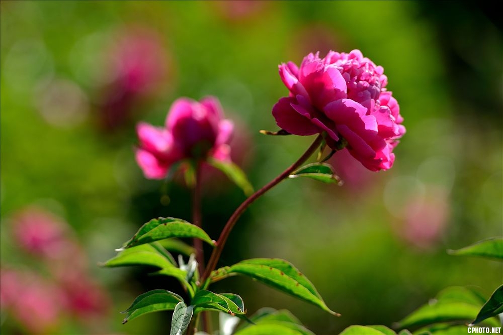 2014.05.11植物园芍药2.jpg