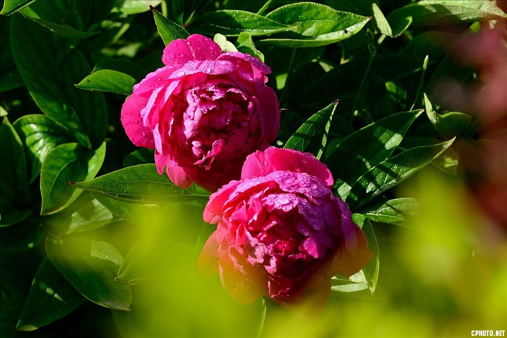 2014.05.11植物园芍药3.jpg