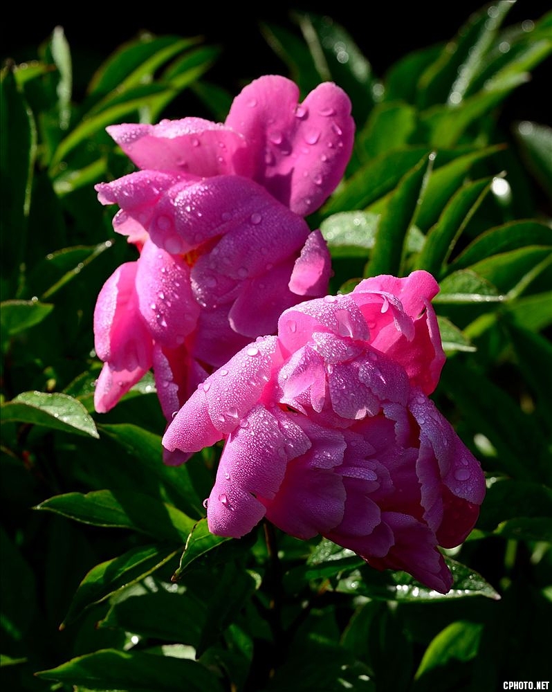 2014.05.11植物园芍药4.jpg
