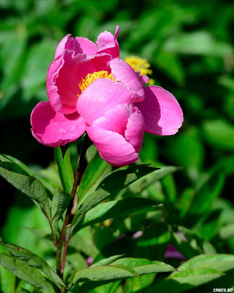2014.05.11植物园芍药15.jpg