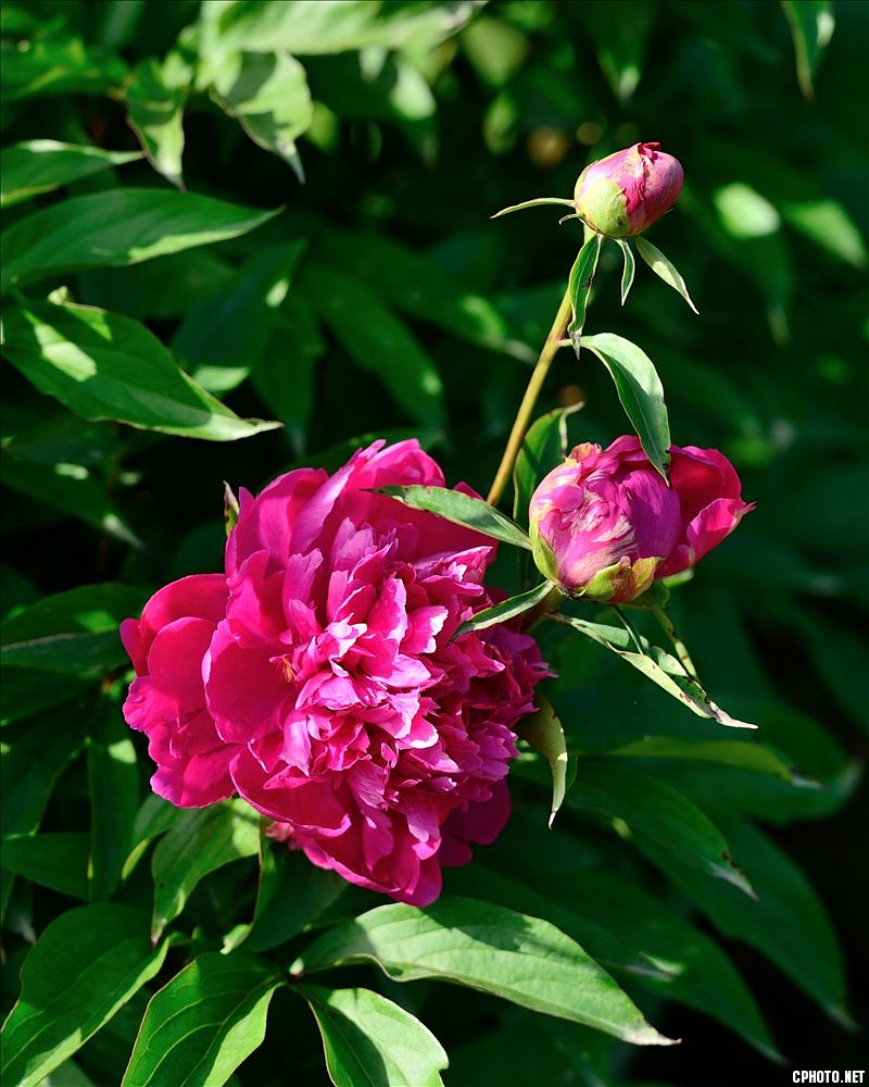 2014.05.11植物园芍药17.jpg