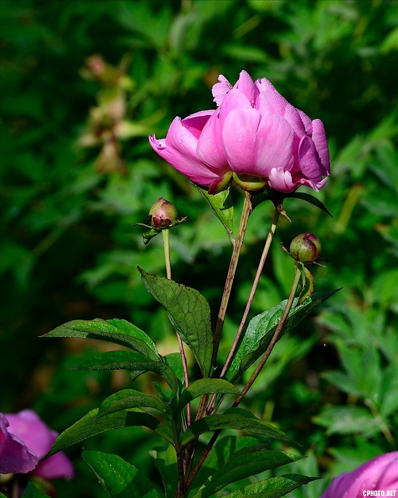 2014.05.11植物园芍药18.jpg