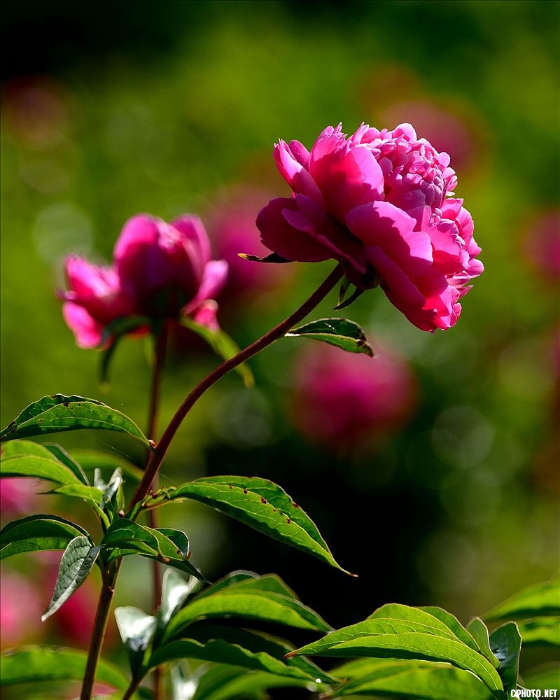 2014.05.11植物园芍药20.jpg