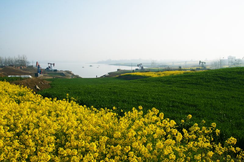 油区春意浓“DSC_4139”.jpg