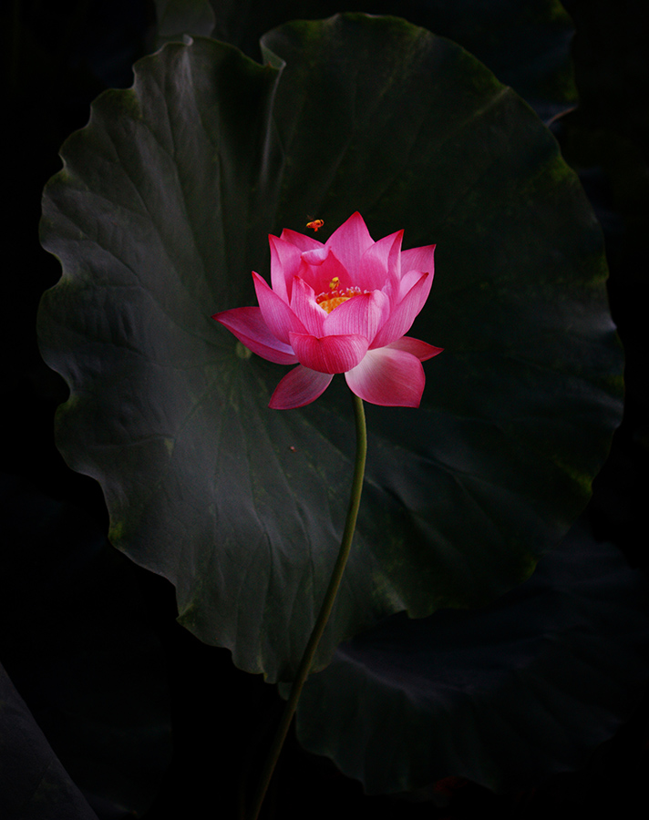 暗香-2.jpg