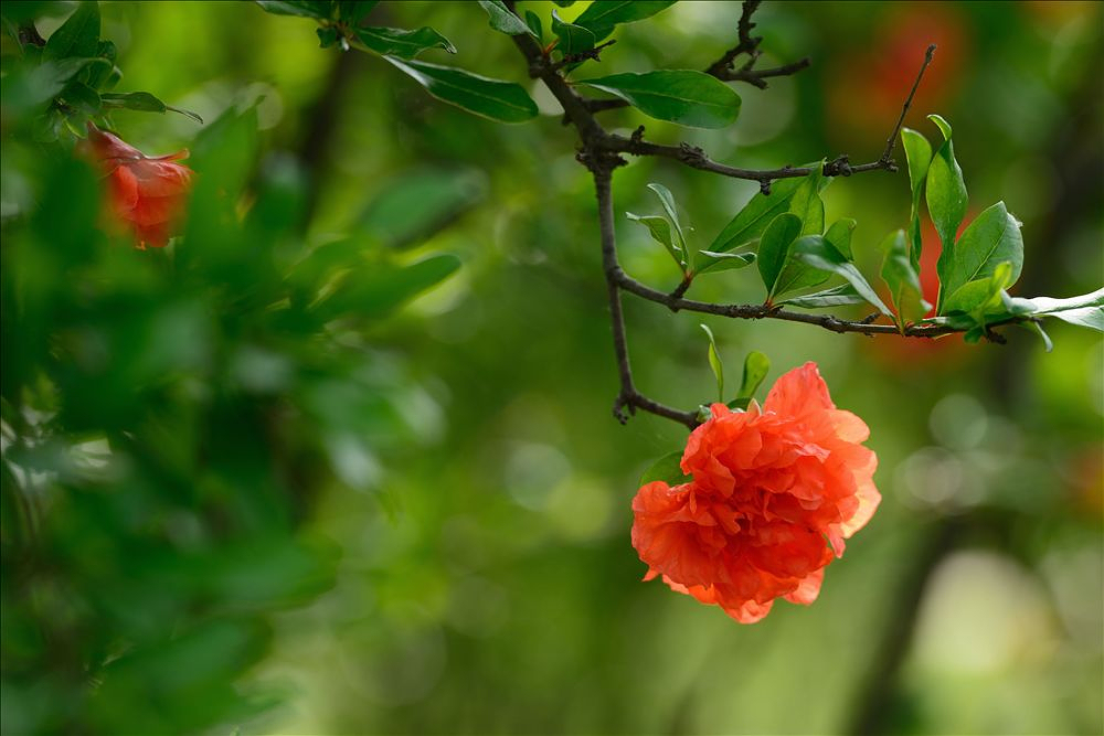 2014.05.24植物园石榴花9.jpg