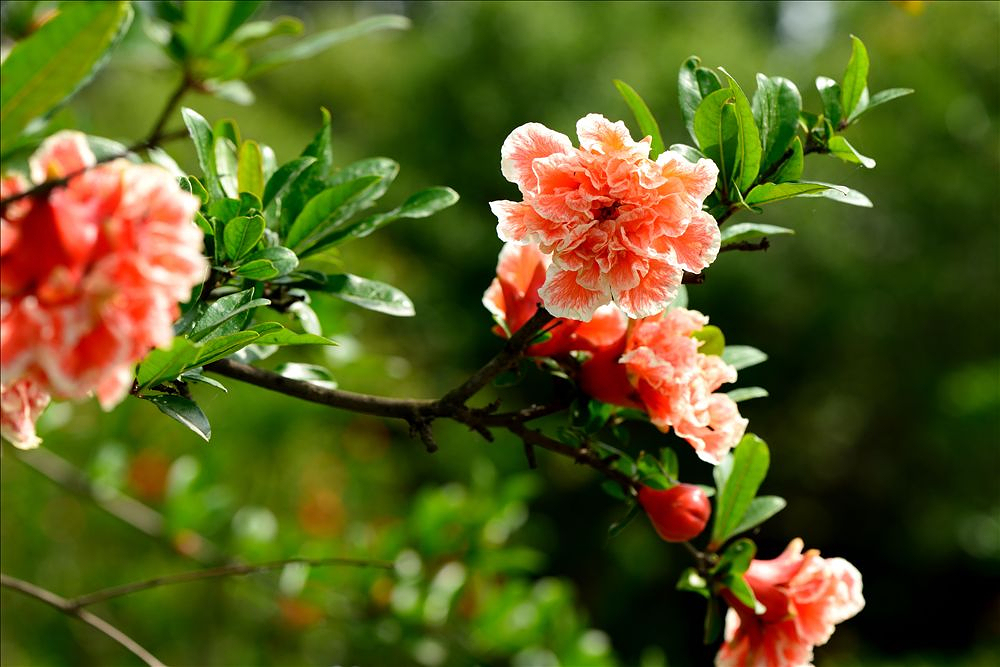 2014.05.24植物园石榴花11.jpg