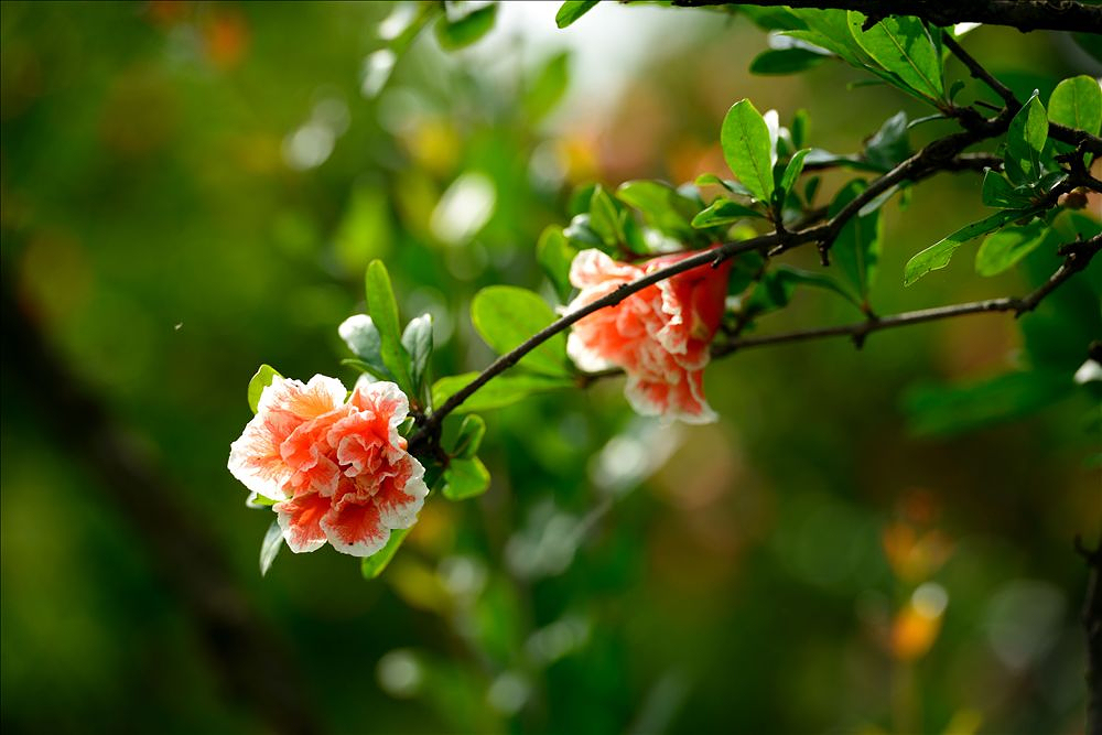 2014.05.24植物园石榴花14.jpg