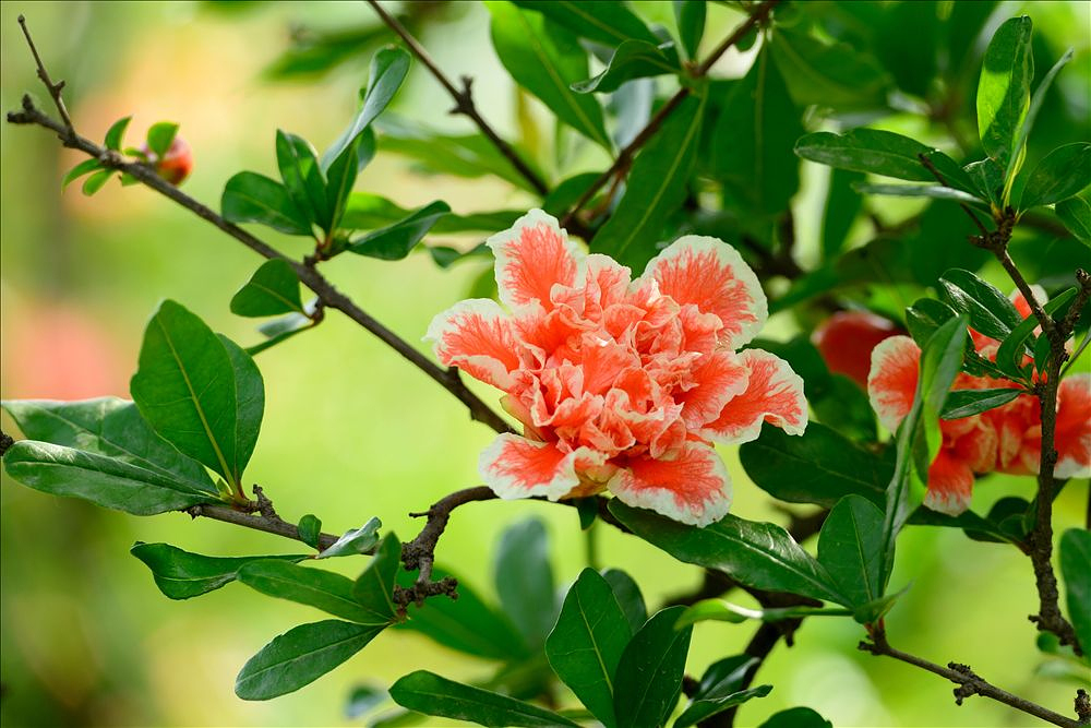 2014.05.24植物园石榴花17.jpg