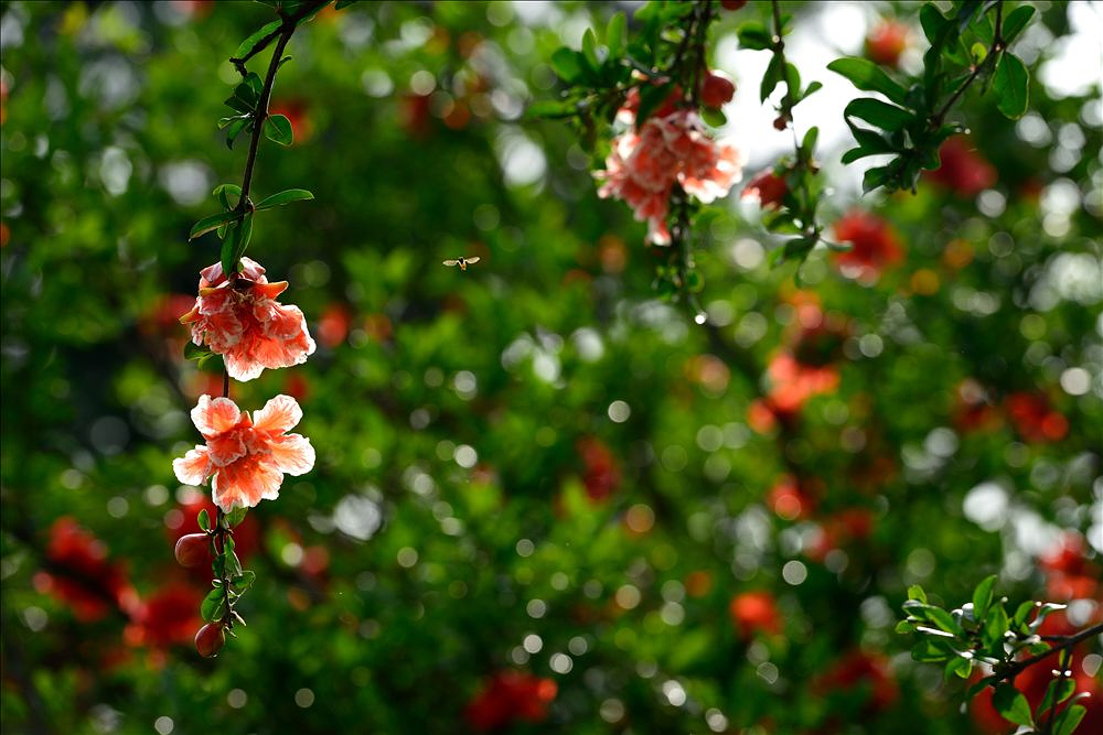 2014.05.24植物园石榴花19.jpg