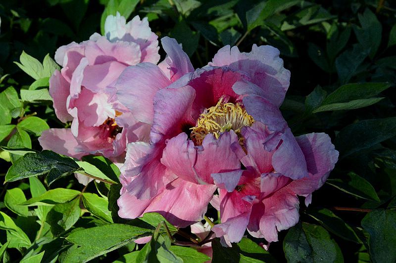 DSC_2263.JPG