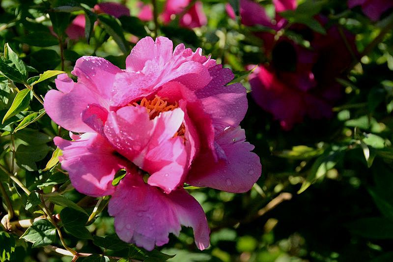 DSC_2619.JPG