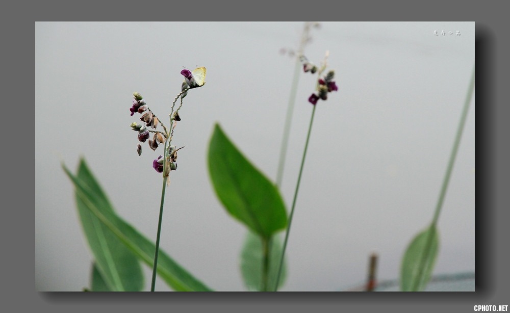 IMG_3390_副本花.jpg