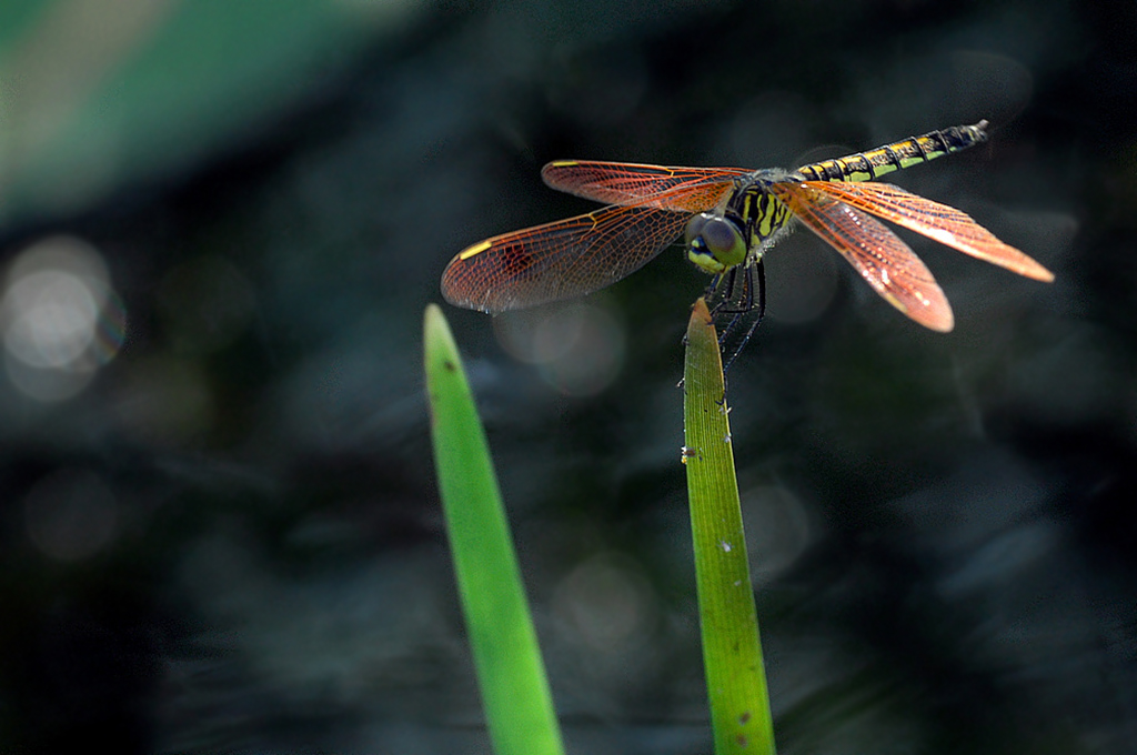 DSC_0601_副本_副本.jpg