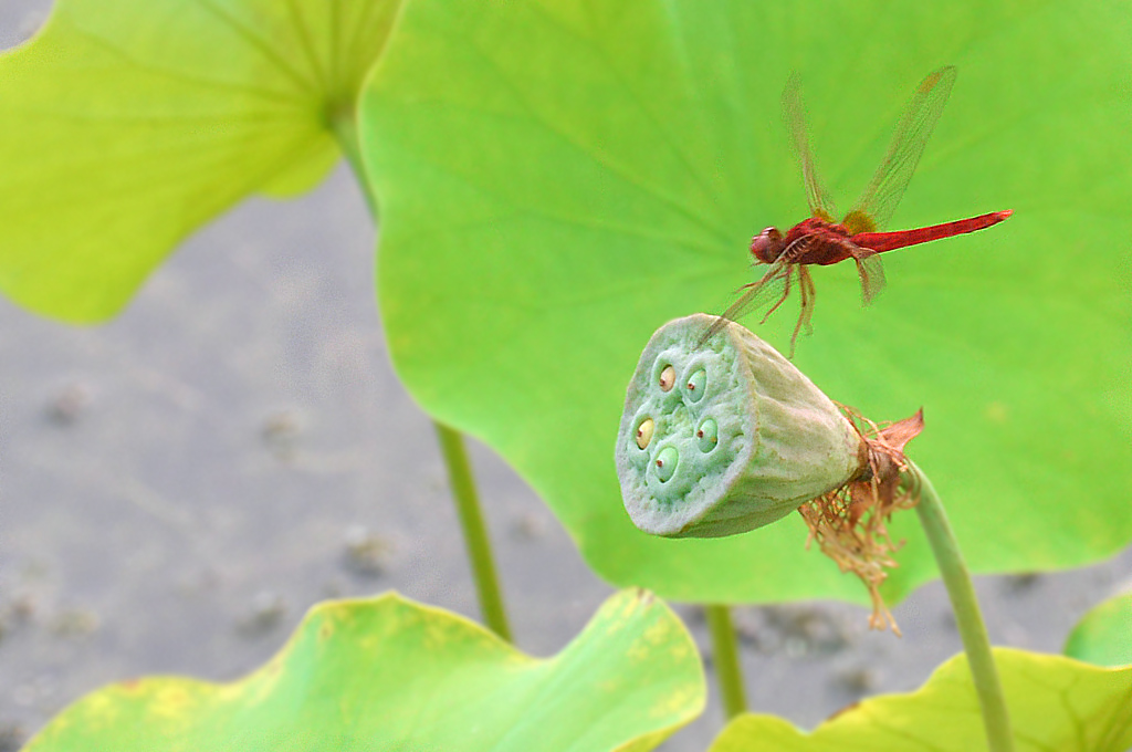 DSC_4267_副本.jpg