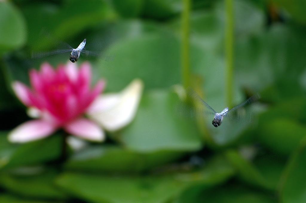 DSC_2823_副本.jpg