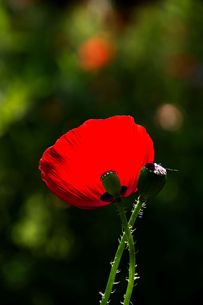 _IGP8872.jpg