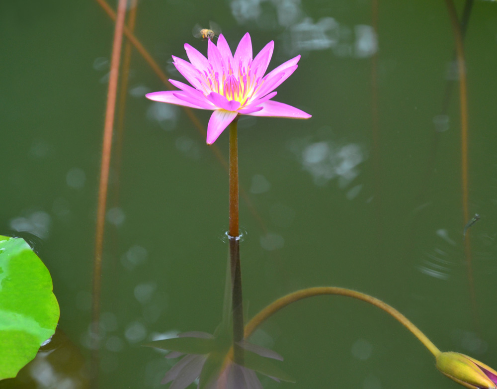 荷花仙子.jpg