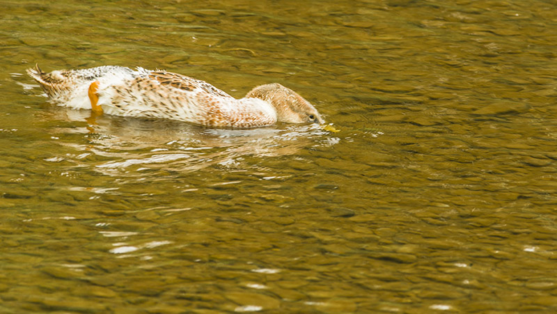 _IMG7532.jpg