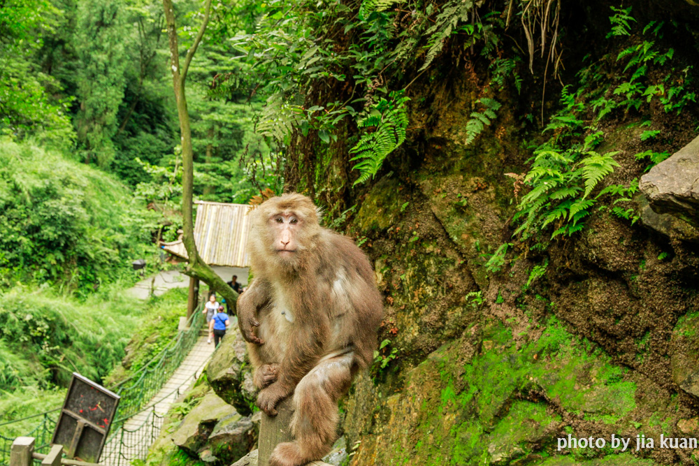 峩眉山风光_(3_-_8).jpg