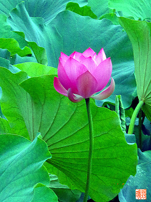 DSC01263_副本.jpg