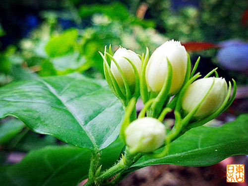 psb (1)_副本.jpg