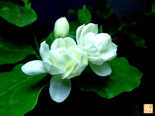 psb (2)_副本.jpg