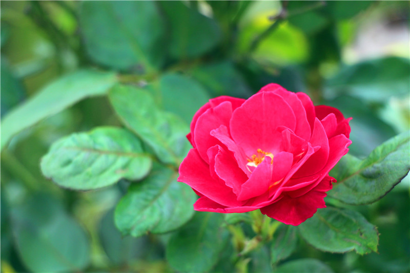 IMG_4760.JPG