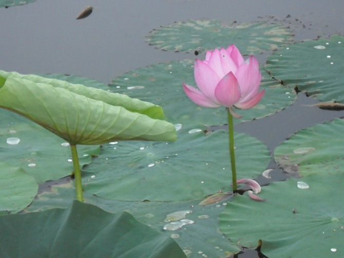 出水芙蓉