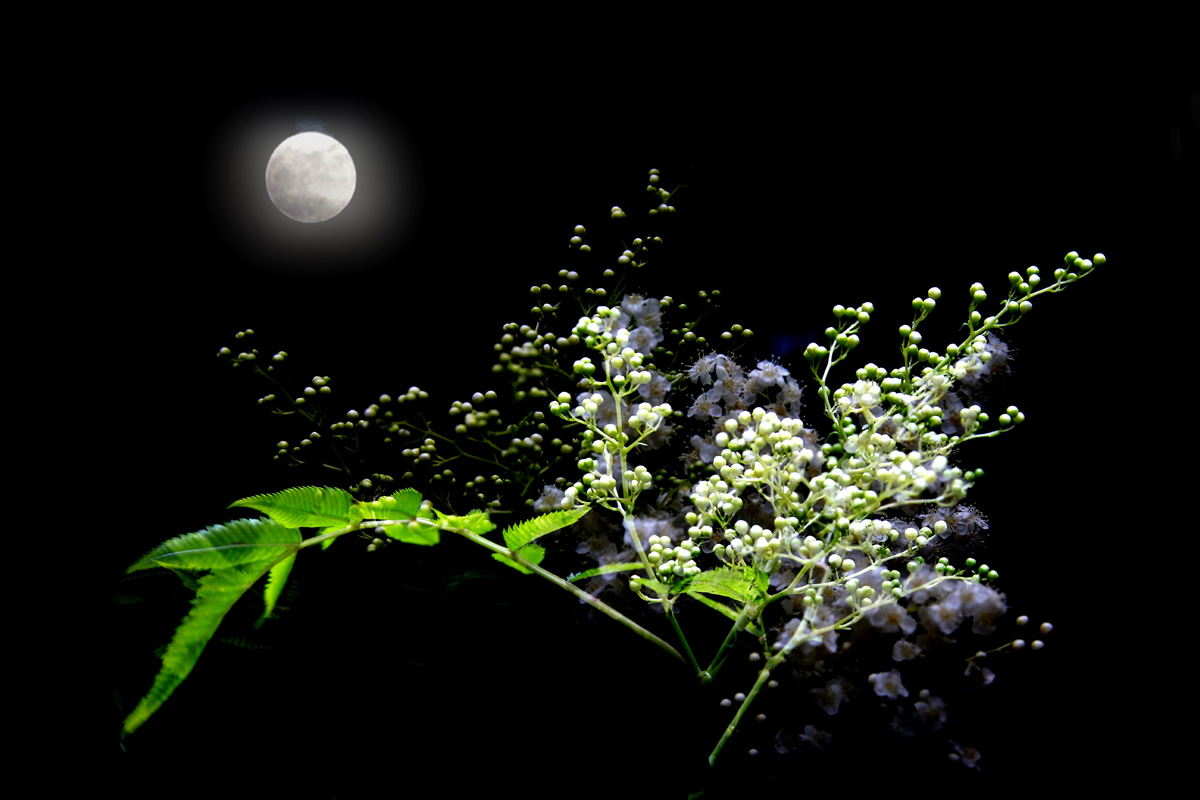 花香沐月图.jpg