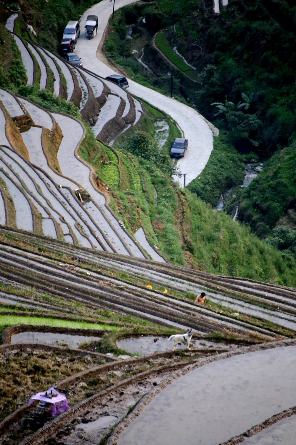 田农和狗狗.jpg