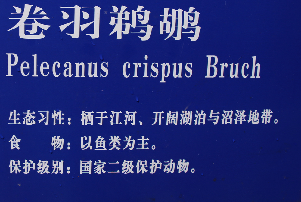 鹈鹕简介.jpg