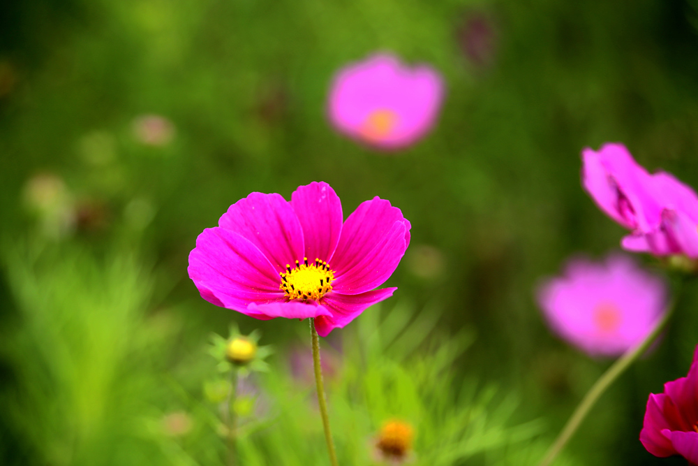花5.jpg