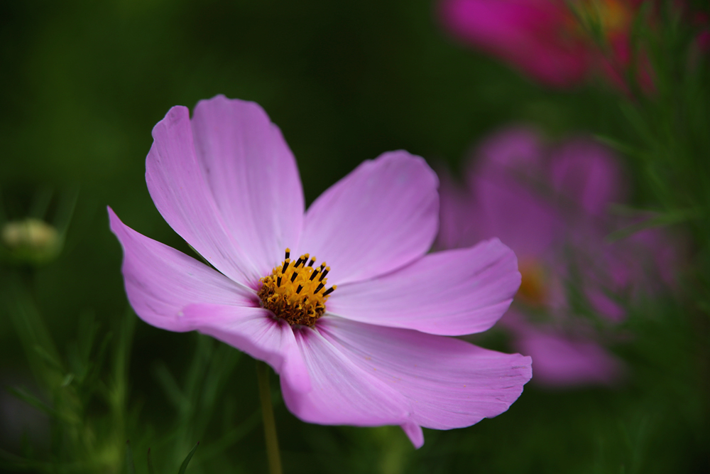美丽花蕊3.jpg