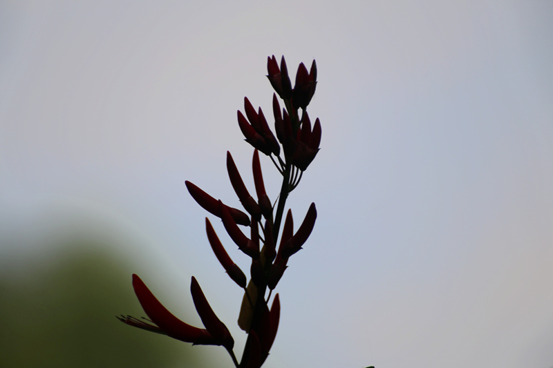 IMG_8992_副本.jpg