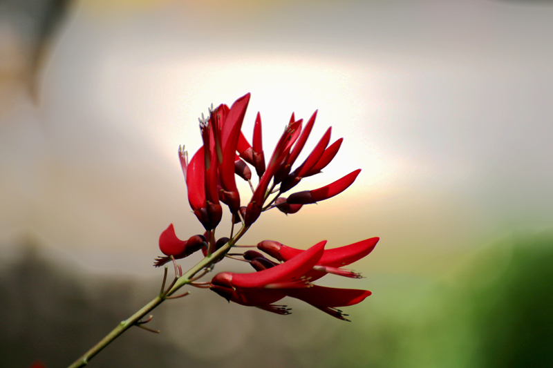 IMG_8994_副本.jpg