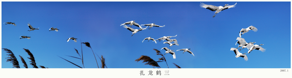 扎龙鹤三.jpg