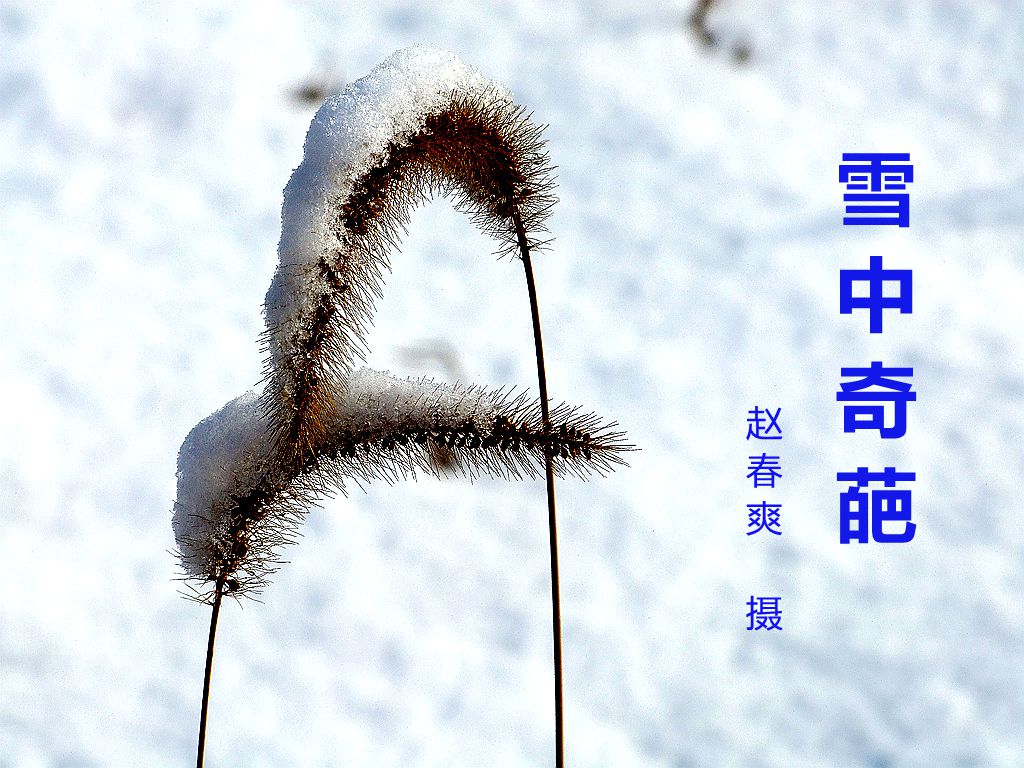 雪中奇葩1.jpg