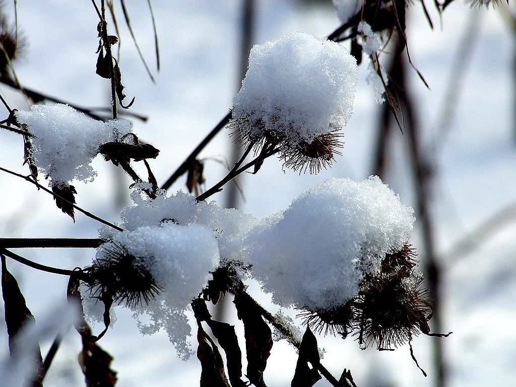 雪中奇葩3-1.jpg