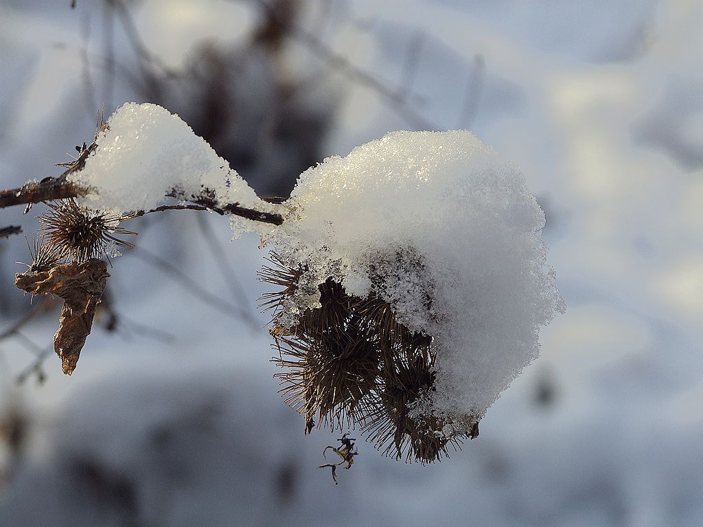 雪中奇葩5-2.jpg