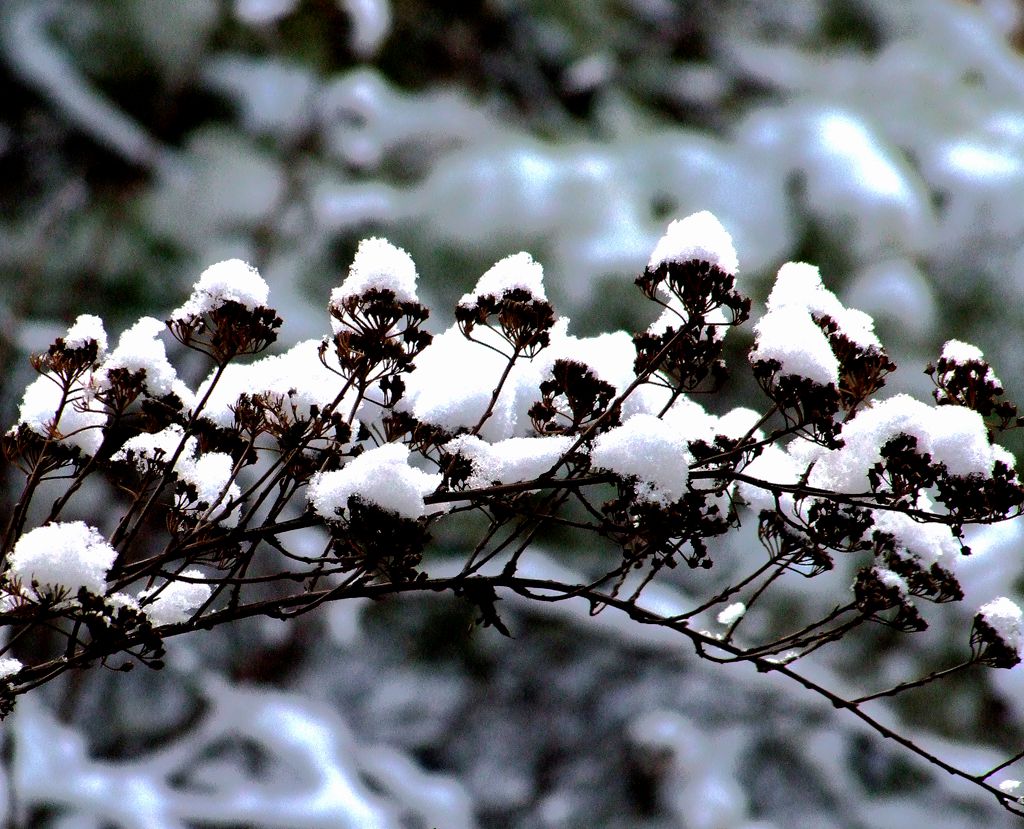 雪中奇葩5-4.jpg