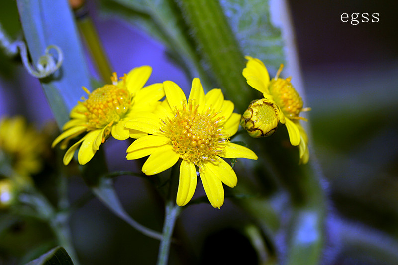 野菊花6.jpg