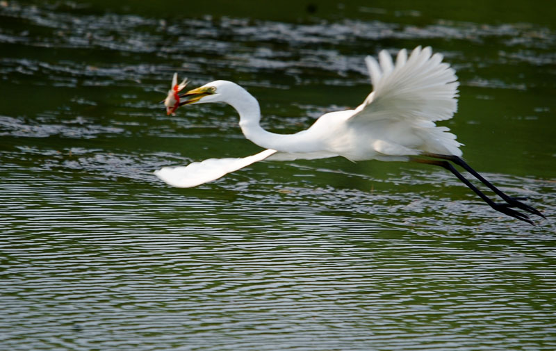 DSC_2774.jpg