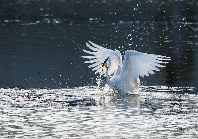 DSC_2802.jpg