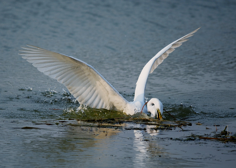 DSC_2997.jpg