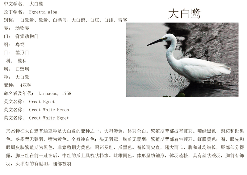 1大白鹭普通亚种.jpg