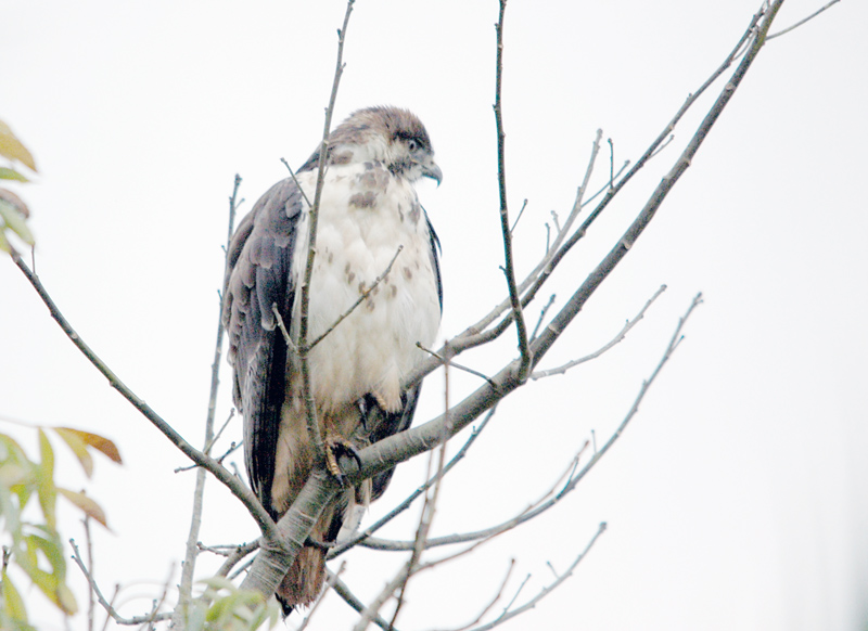 DSC_3763.jpg